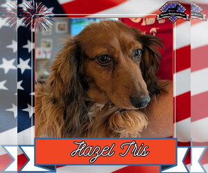 Dachshund Dogs for adoption in San Antonio, TX, USA