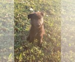 Small Photo #11 German Shepherd Dog Puppy For Sale in BURLESON, TX, USA