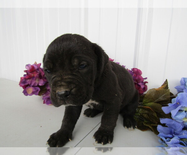 Medium Photo #3 Cane Corso Puppy For Sale in EMPIRE STATE, NY, USA