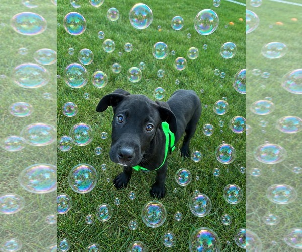 Medium Photo #1 Labrador Retriever-Unknown Mix Puppy For Sale in SHERBURNE, NY, USA