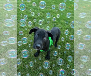 Labrador Retriever-Unknown Mix Dogs for adoption in SHERBURNE, NY, USA