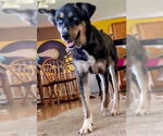 Small #2 Huskies  Mix