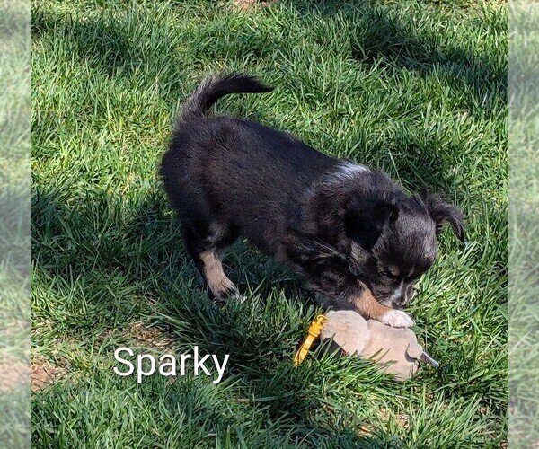 Medium Photo #3 Chihuahua Puppy For Sale in LEBANON, PA, USA