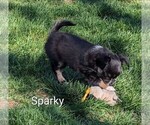 Small #2 Chihuahua