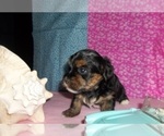 Puppy 3 Yorkshire Terrier