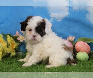 Shih-Poo Puppy for sale in FREDERICKSBG, OH, USA