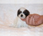 Small #7 Poodle (Toy)