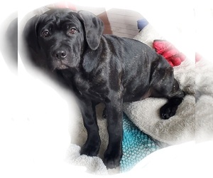 Cane Corso Puppy for sale in Mississauga, Ontario, Canada