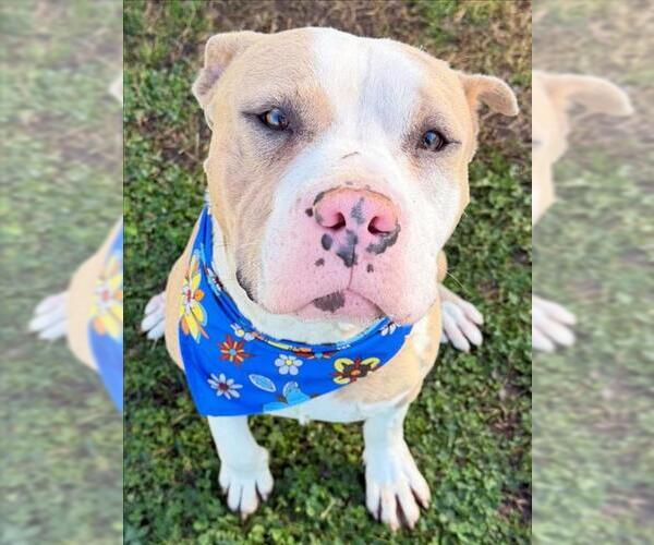 Medium Photo #1 Mutt Puppy For Sale in Tulsa, OK, USA