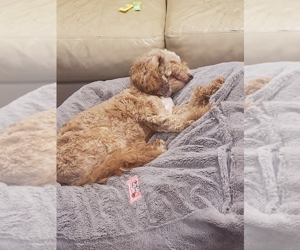 Medium Photo #1 Golden Cavadoodle Puppy For Sale in SAN TAN VALLEY, AZ, USA