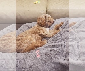 Mother of the Golden Cavadoodle puppies born on 11/02/2025