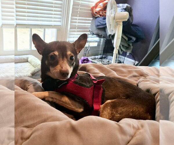 Medium Photo #2 Miniature Pinscher-Unknown Mix Puppy For Sale in Spring Lake, NC, USA