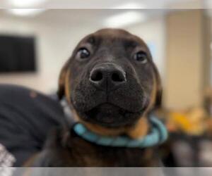 Rottweiler-Unknown Mix Dogs for adoption in Santa Rosa, CA, USA