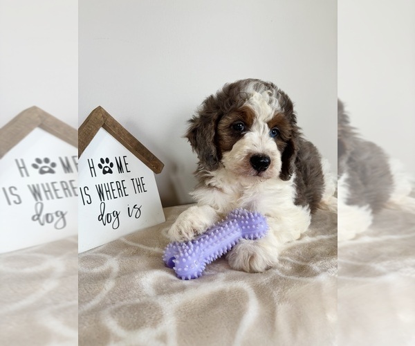 Medium Photo #7 Miniature Bernedoodle-Poodle (Miniature) Mix Puppy For Sale in INDIANAPOLIS, IN, USA