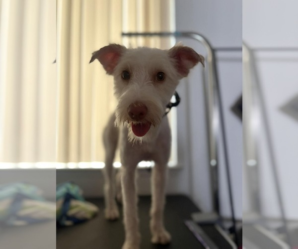 Medium Photo #7 Poodle (Miniature)-Unknown Mix Puppy For Sale in Visalia, CA, USA