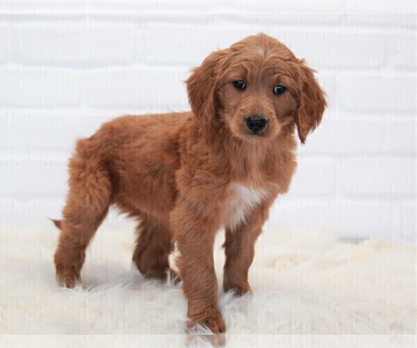 Medium Photo #3 Goldendoodle Puppy For Sale in APPLE CREEK, OH, USA