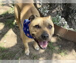 Small Mutt