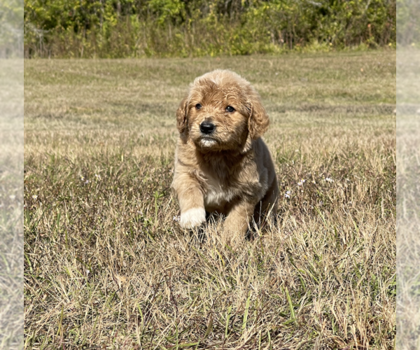 Medium Photo #2 Goldendoodle Puppy For Sale in WILLIS, TX, USA
