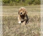 Small Photo #2 Goldendoodle Puppy For Sale in WILLIS, TX, USA
