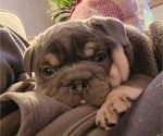 Small Photo #3 English Bulldog Puppy For Sale in WAXAHACHIE, TX, USA
