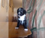 Puppy 5 German Shepherd Dog-Old English Sheepdog Mix