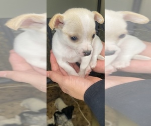 Chihuahua Puppy for Sale in KENNEWICK, Washington USA