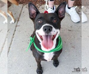 Border Collie-Unknown Mix Dogs for adoption in Washington, DC, USA