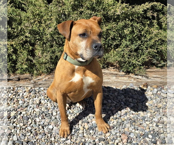 Medium Photo #3 American Staffordshire Terrier-Boxer Mix Puppy For Sale in Albuquerque, NM, USA