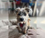 Small #1 Border Terrier Mix