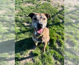 Labrador Retriever-Unknown Mix Dogs for adoption in South Bend, IN, USA