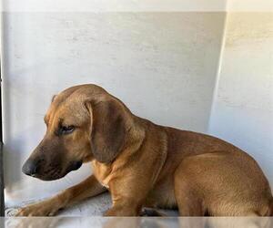 Labrador Retriever-Unknown Mix Dogs for adoption in Houston, TX, USA