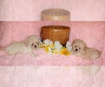 Small #5 Pekingese-Poodle (Toy) Mix
