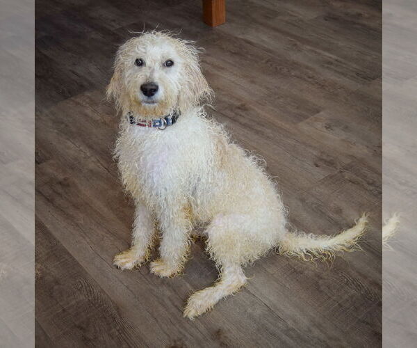 Medium Photo #4 Mutt Puppy For Sale in Huntley, IL, USA