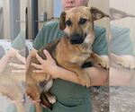 Small #2 Dachshund Mix