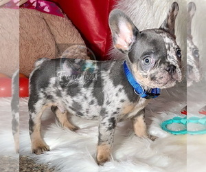 French Bulldog Puppy for sale in BUCKS BAR, CA, USA