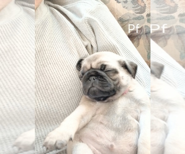 Medium Photo #5 Pug Puppy For Sale in EDGAR, WI, USA
