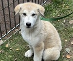 Litter of 10 - Male(s) and Female(s) Alaskan Malamute-German Shepherd Dog MixLitter of Puppies for Sale - Photo #6