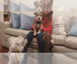 Schnauzer (Standard)-Unknown Mix Puppy for sale in FRISCO, TX, USA