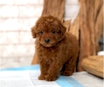 Small Photo #2 Poodle (Toy) Puppy For Sale in SEATTLE, WA, USA