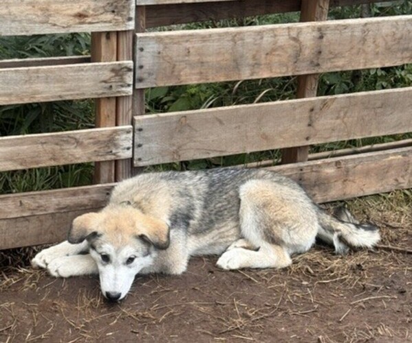 Medium Photo #10 Alaskan Malamute-German Shepherd Dog Mix Puppy For Sale in ANCHORAGE, AK, USA