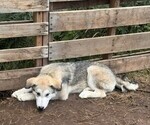 Litter of 10 - Male(s) and Female(s) Alaskan Malamute-German Shepherd Dog MixLitter of Puppies for Sale - Photo #10