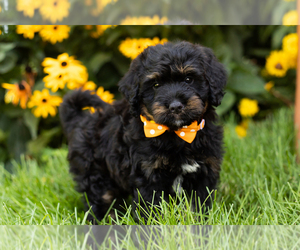 Miniature Bernedoodle-Poodle (Miniature) Mix Puppy for sale in TOPEKA, IN, USA