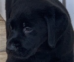 Small #6 Labrador Retriever