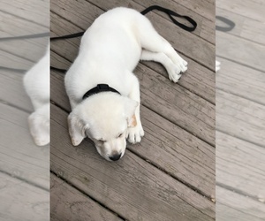 Labrador Retriever Puppy for sale in CECIL, PA, USA