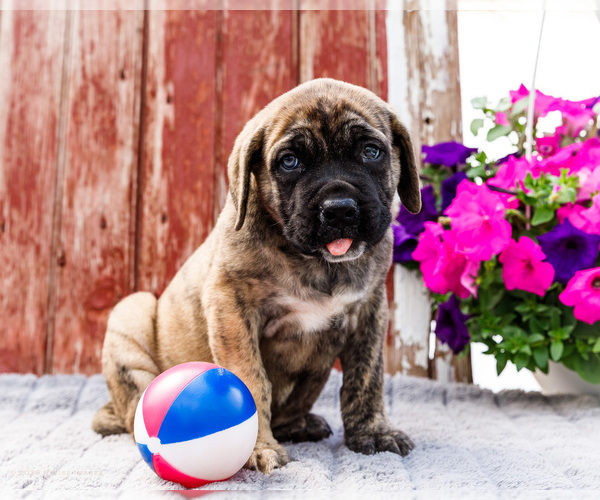 Medium Photo #12 Mastiff Puppy For Sale in WAKARUSA, IN, USA