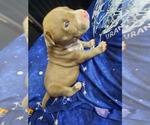Small Photo #36 American Pit Bull Terrier Puppy For Sale in DANNEBROG, NE, USA