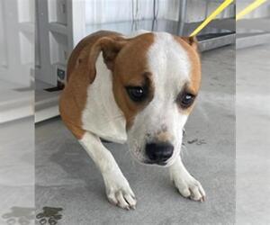 Labrador Retriever Dogs for adoption in Bakersfield, CA, USA