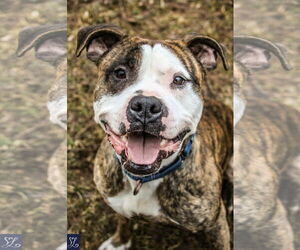 Rocky (the Brindle) - Male Mutt Dog for Adoption - Photo #12