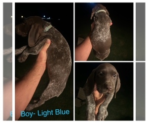 German Shorthaired Pointer Litter for sale in PRICHARD, WV, USA