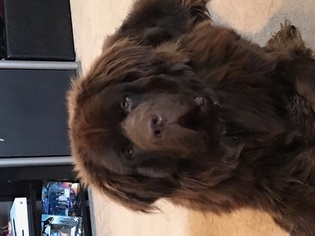 Father of the Newfoundland puppies born on 07/28/2017
